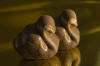 Hazelnoot Pralin� Bonbon. Intens genieten met deze chocolade.  Melkchocolade, hazelnootpasta.