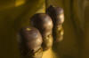 Koffie Whiskey Bonbon. Buitengewoon! Bereidt uit de beste ingredi�nten.  Koffie, witte chocolade 31%, amandelpasta, room, pure chocolade 66%, whiskey, bladgoud. 
