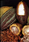 Cacao boon