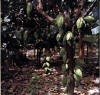 Cacao boom